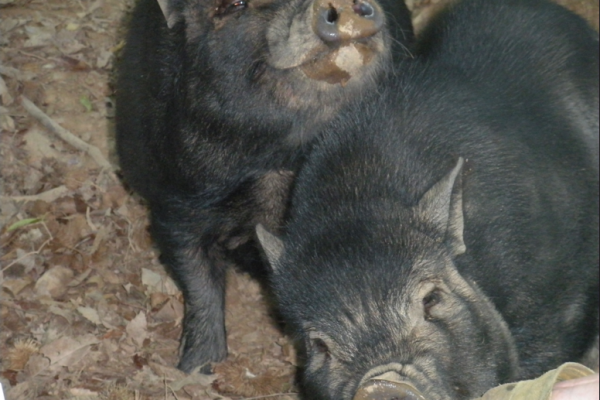 Les Cochons et les Chevres- Ooh La La!