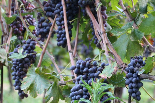 Vino near Verona