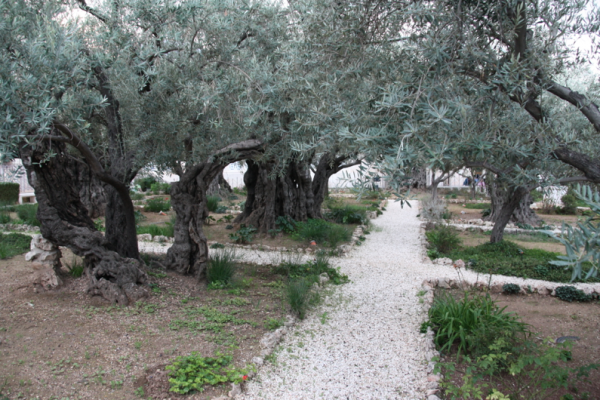 Olives on a Mountain