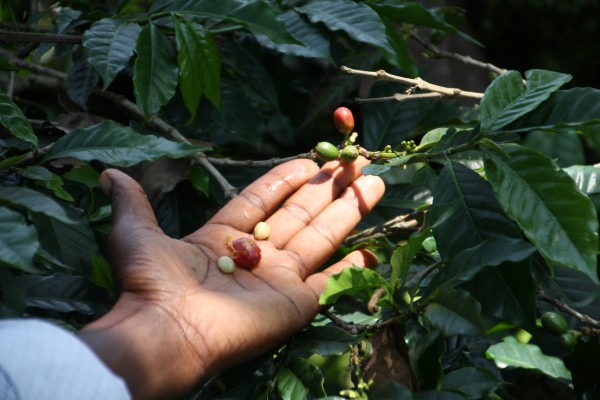 Tanzanian Coffee, anyone?