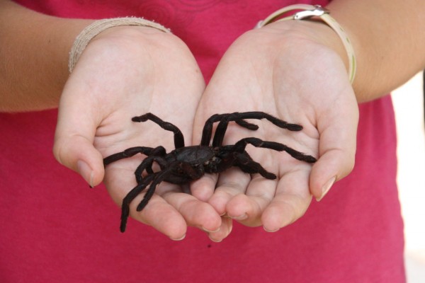 Fear Factor Cambodian Style!