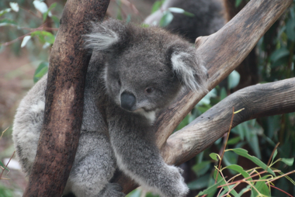 Awesome Aussie Animals!