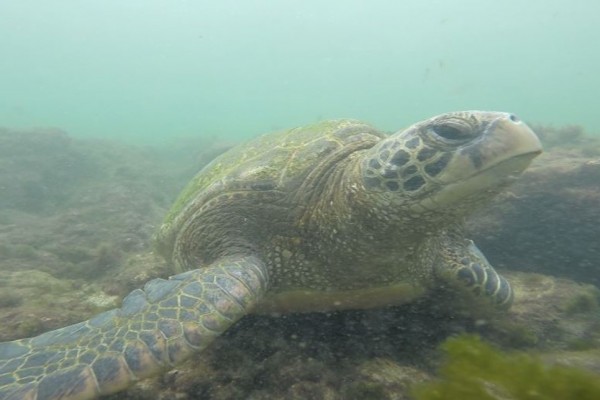 Snorkeling anyone?