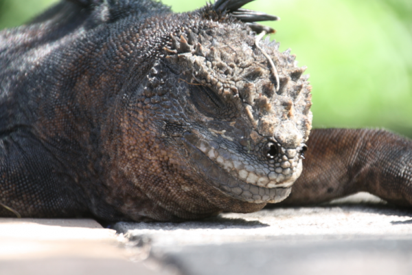 Gorgeous Galapagos Islands: Santa Cruz